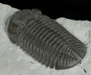 Monster Silica Eldredgeops Trilobite - #5746-2